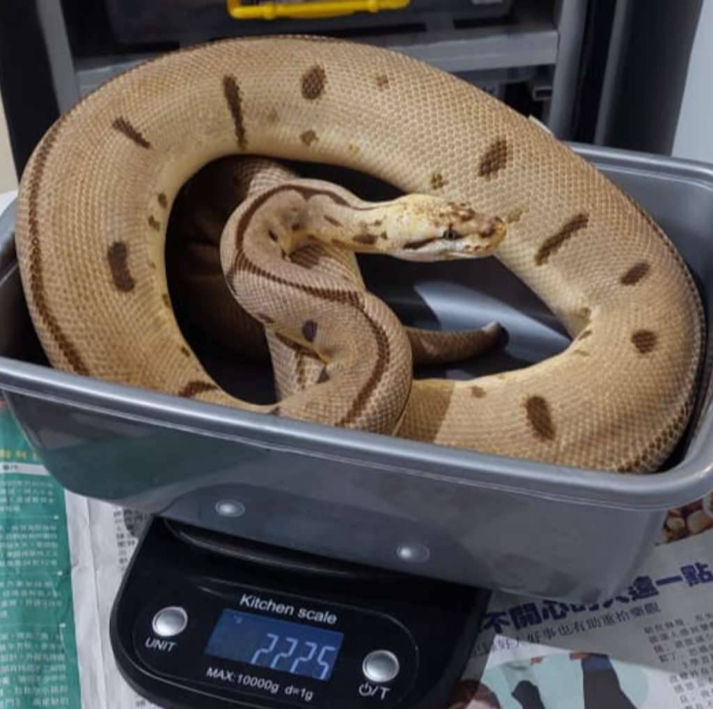 proven-f-leopard-bumblebee-het-clown-DZKI84LUG2