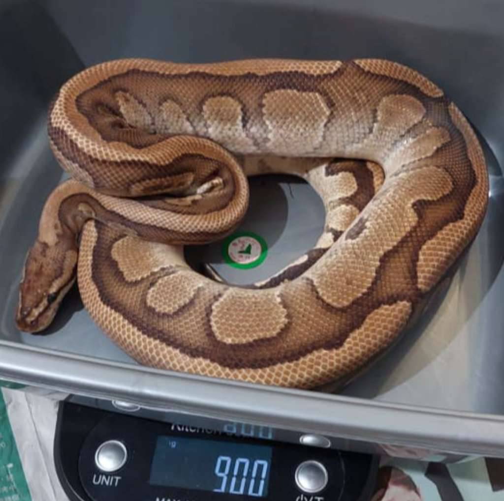 proven-m-fire-red-stripe-het-clown-VOQQ3CUP68