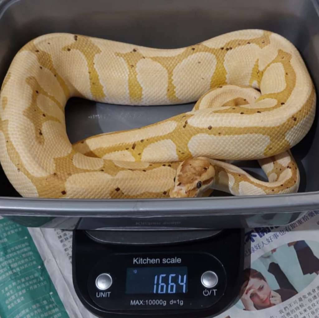 proven-female-maker-banana-enchi-het-clown-WCMPM8HX8A