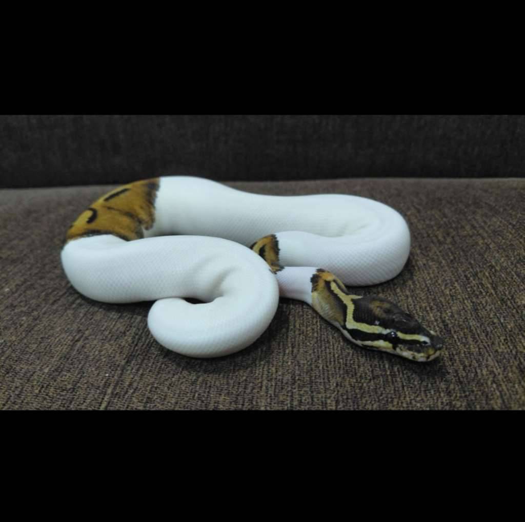 pied-ballpython-poss-yellow-belly-H4UXVLY2JB