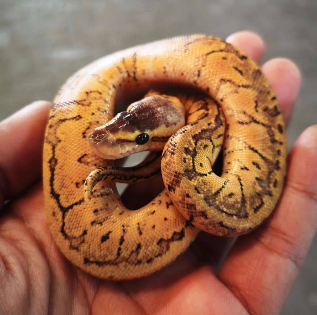 ball-python-pastel-pinstripes-lemonblast-UR9X8M4TO6