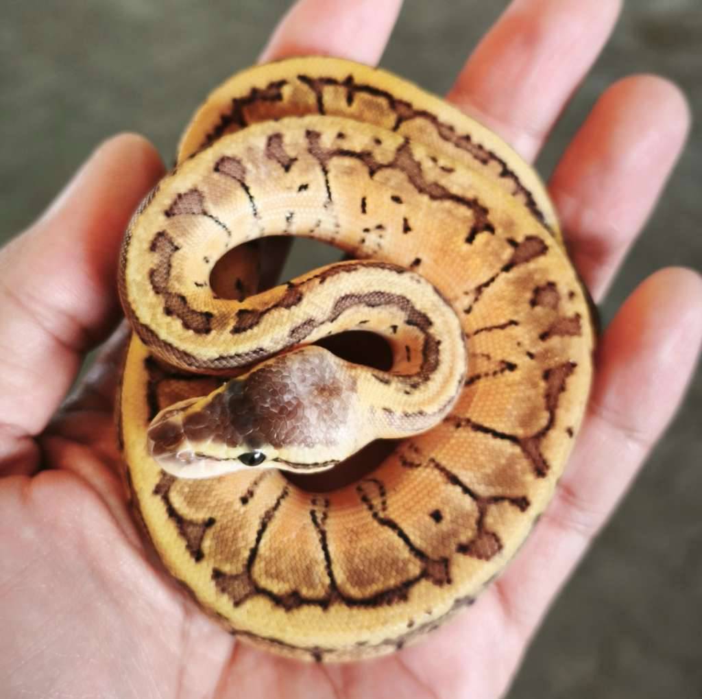 ball-python-pastel-pinstripes-lemonblast--b-QTW4T3XQTU