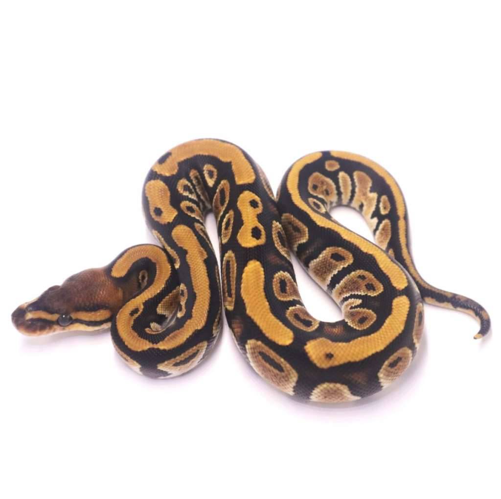 cypress-het-clown-OLMG4CEBNW