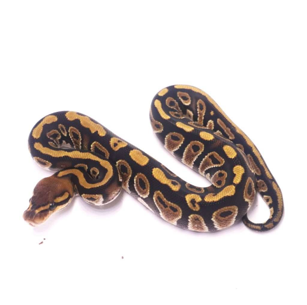 cypress-stranger-het-clown-ZQ3CQ1XLNS