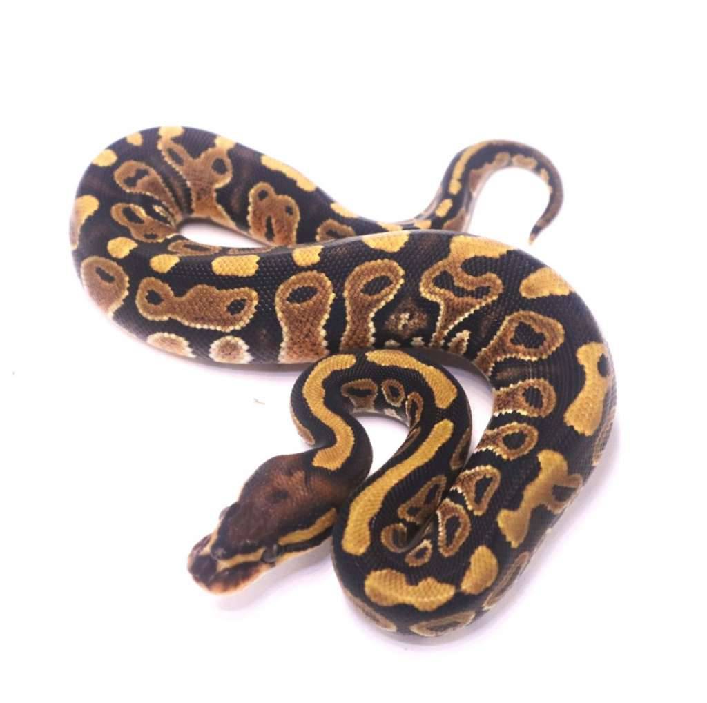 poss-stranger-het-clown-Q9FC7ASSNF