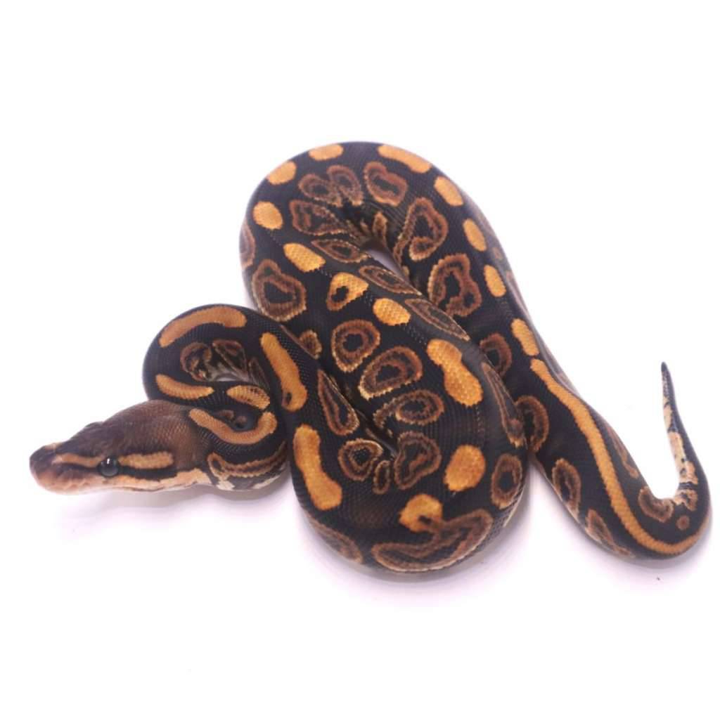 black-pastel-het-clown-KA172W1432