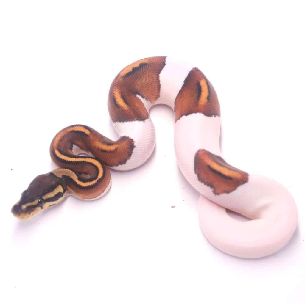 orange-dream-black-pastel-pied-19O50EIR7W