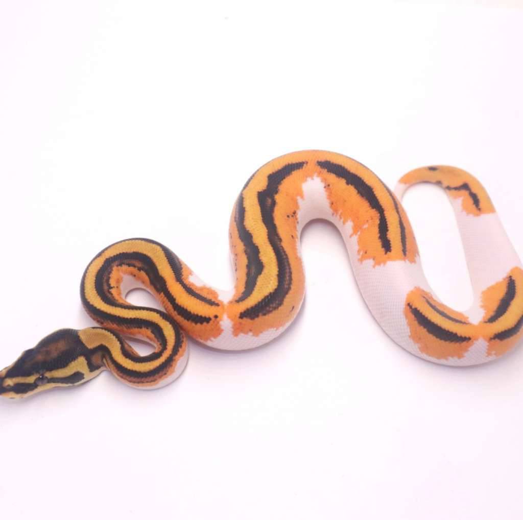 orange-dream-yellow-belly-pied-9VOGSZL7PD