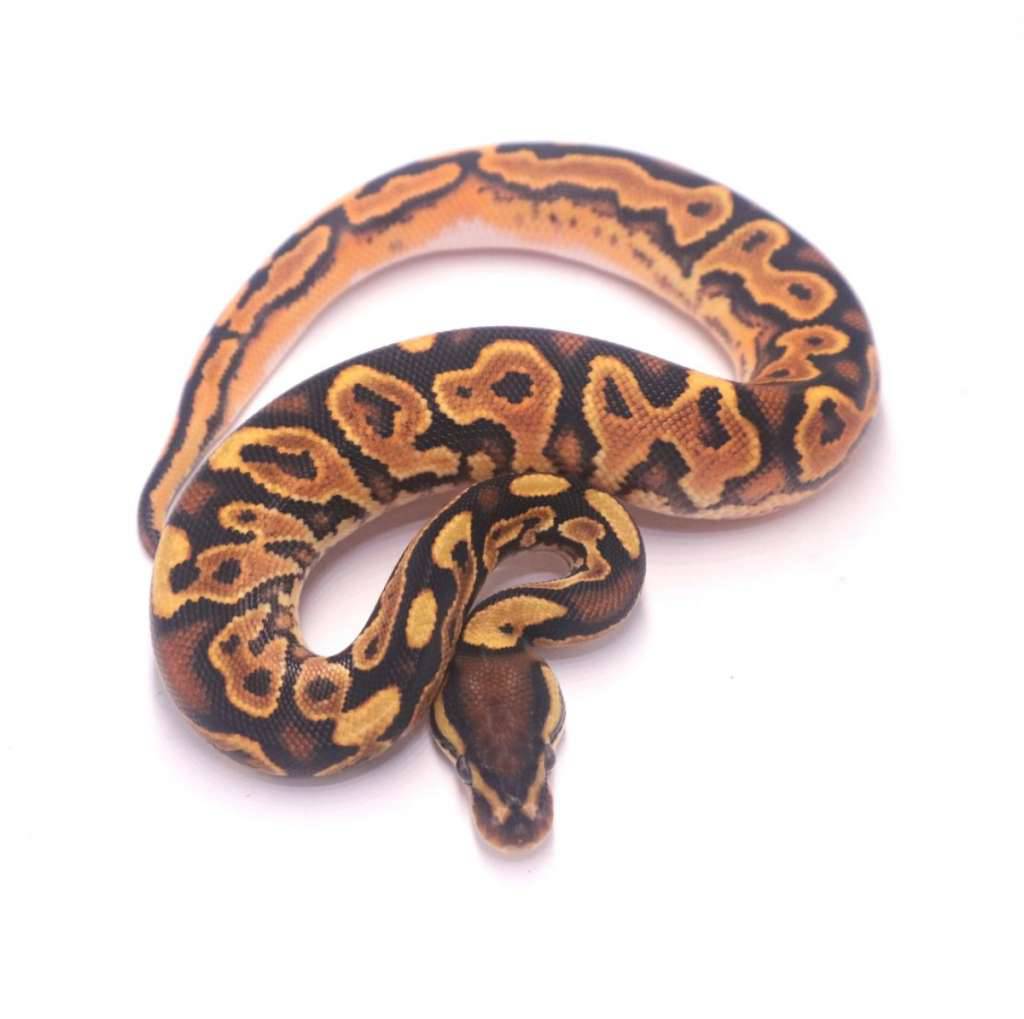 orange-dream-black-pastel-yellowbelly-het-pied-9KBDA5ILOX