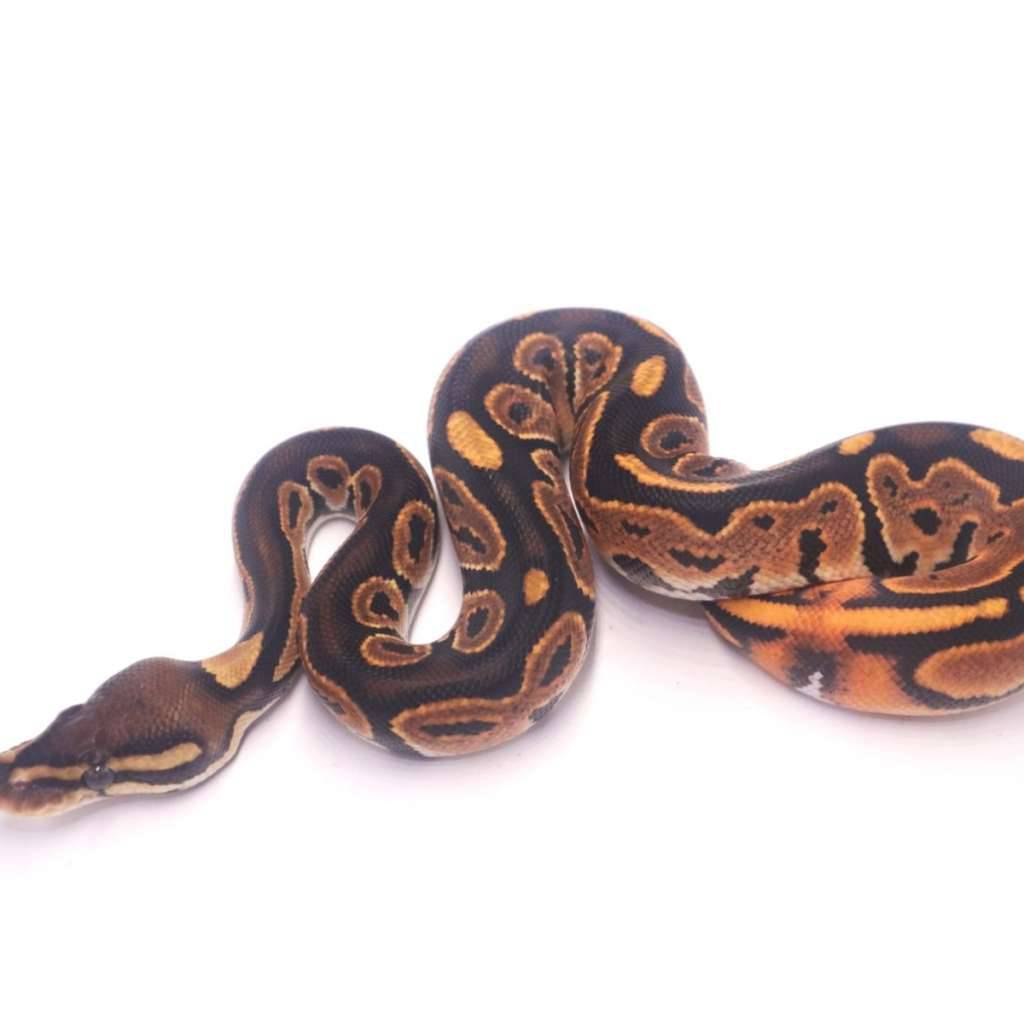 orange-dream-black-pastel-het-pied-CBU4VHW8OS