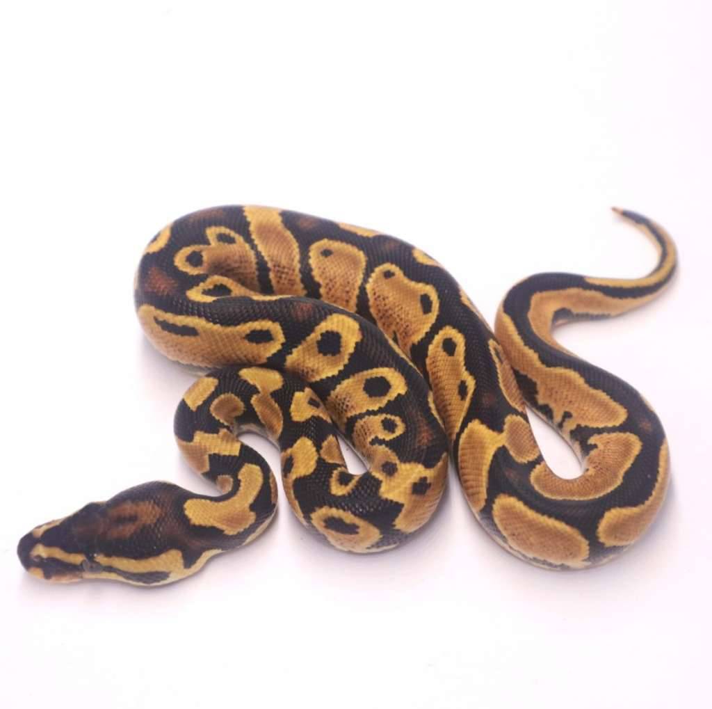 orange-dream-yellow-belly-het-pied-BTKC80GMIE
