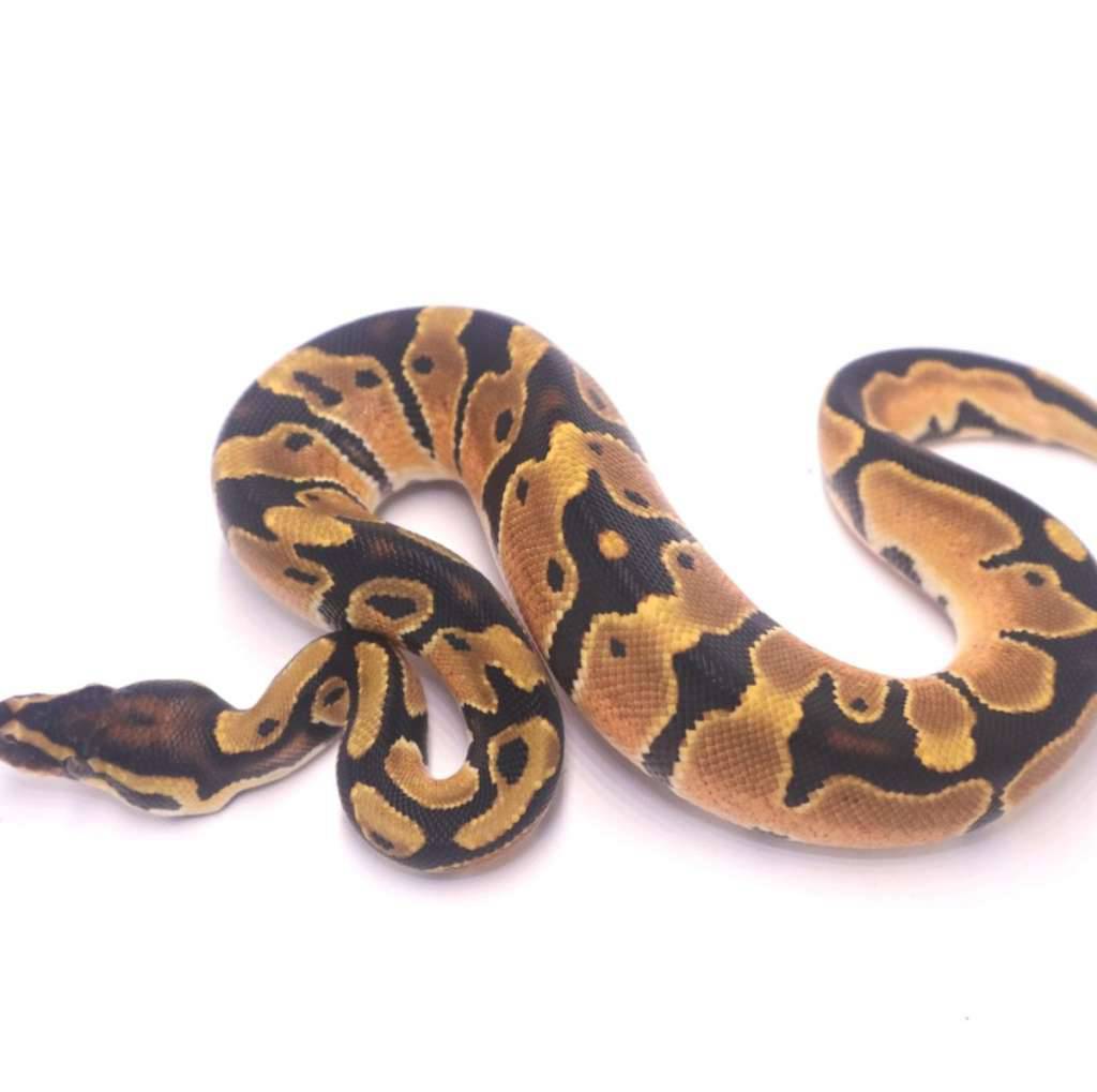 orange-dream-het-pied-5L1L3UMGAM