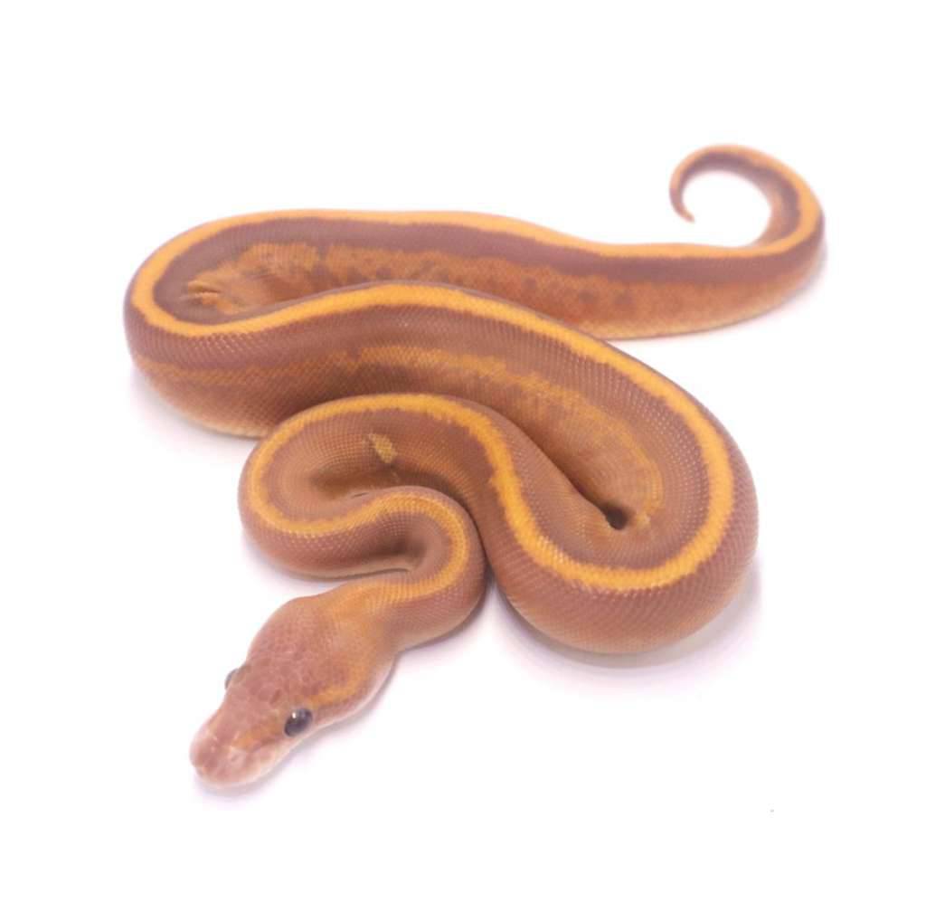 super-mahogany-ultramel-1N6PZ0PVLR