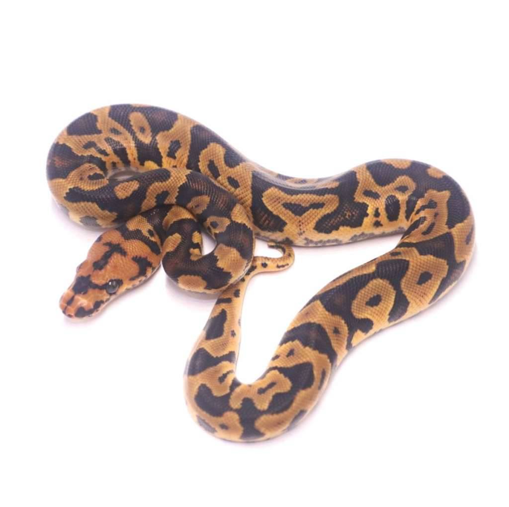 orange-dream-confusion-clown-NIOUVCBI7A