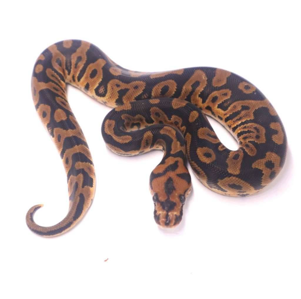 confusion-clown-2Z66E7MXL5