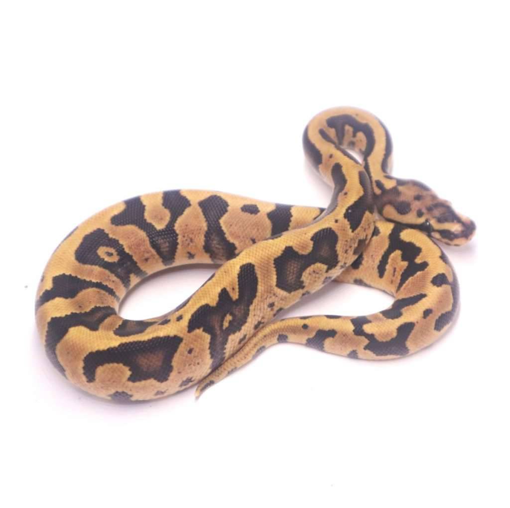 fire-confusion-jaguar-het-clown-6SN5NR6JHN