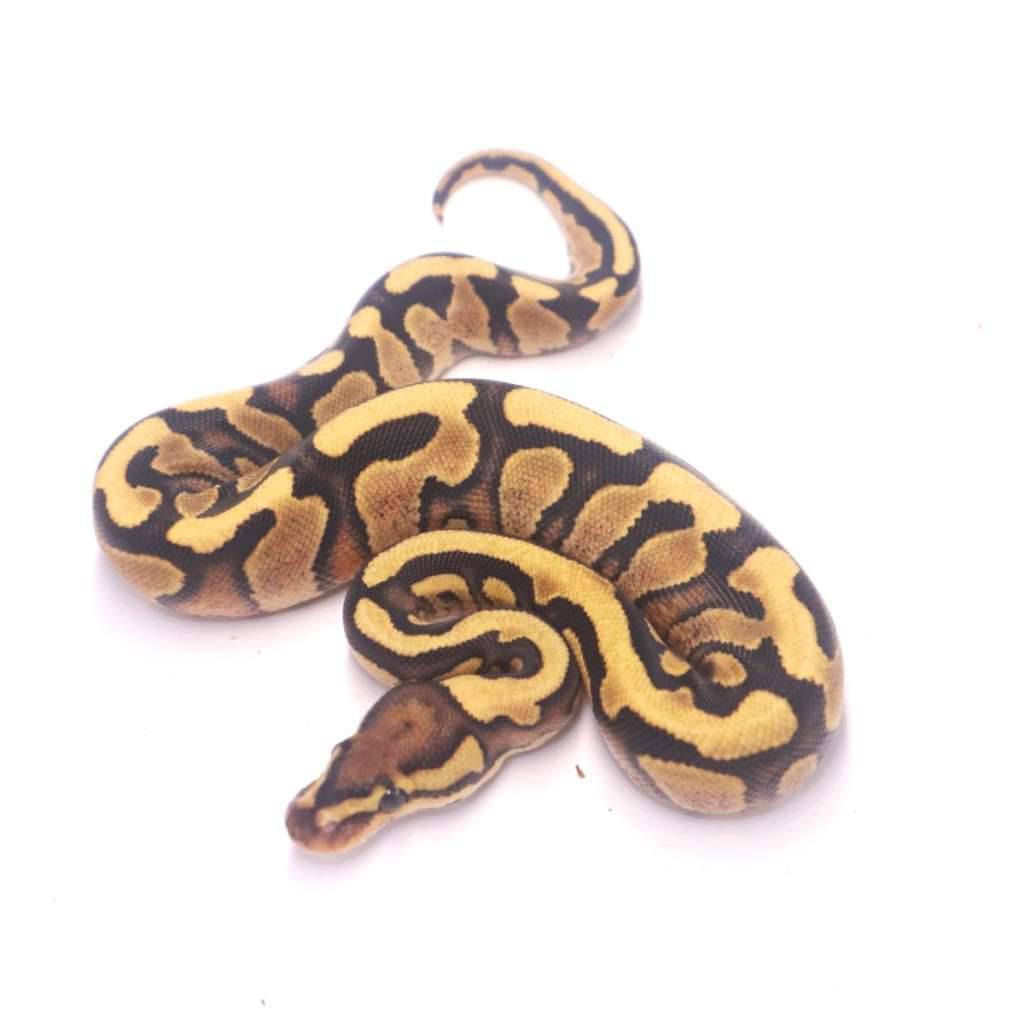 fire-jaguar-het-clown-Q2PVIB28R2