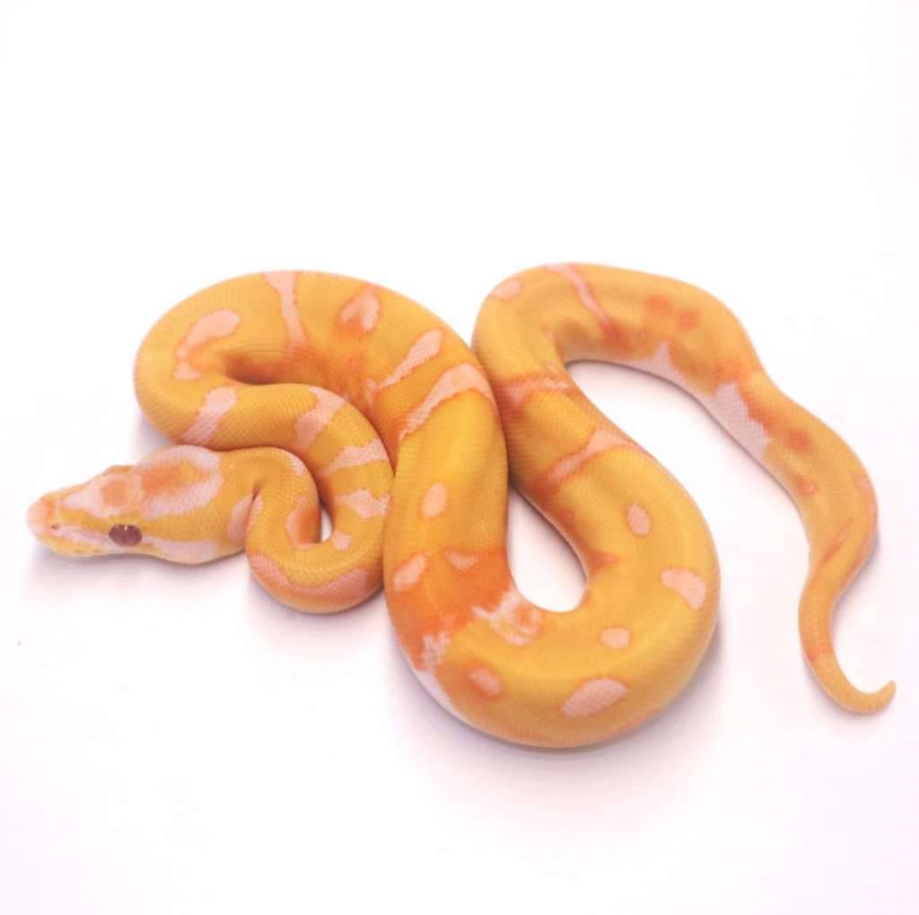 enchi-dreamsicle-186GWOTPKS