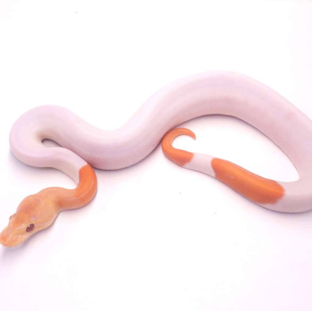 leopard-pinstripe-dreamsicle-EZG4VH4FO6