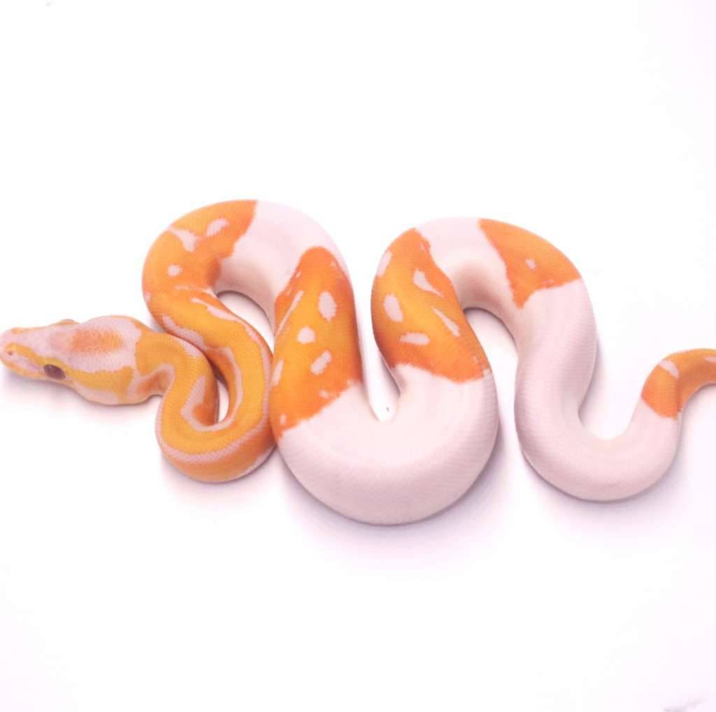 dreamsicle-KHY2MVB4NW