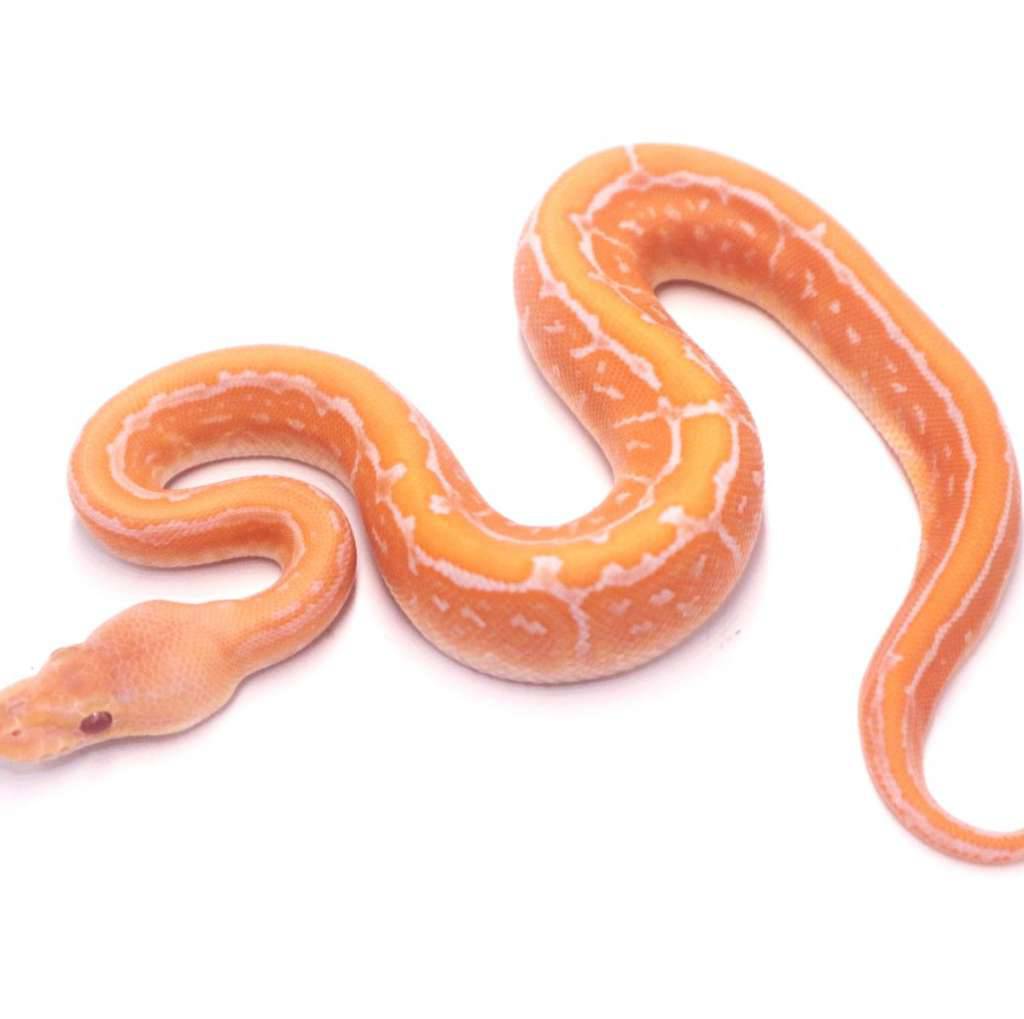 black-pastel-pinstripe-lavender-het-pied-6DNIUAMIM2