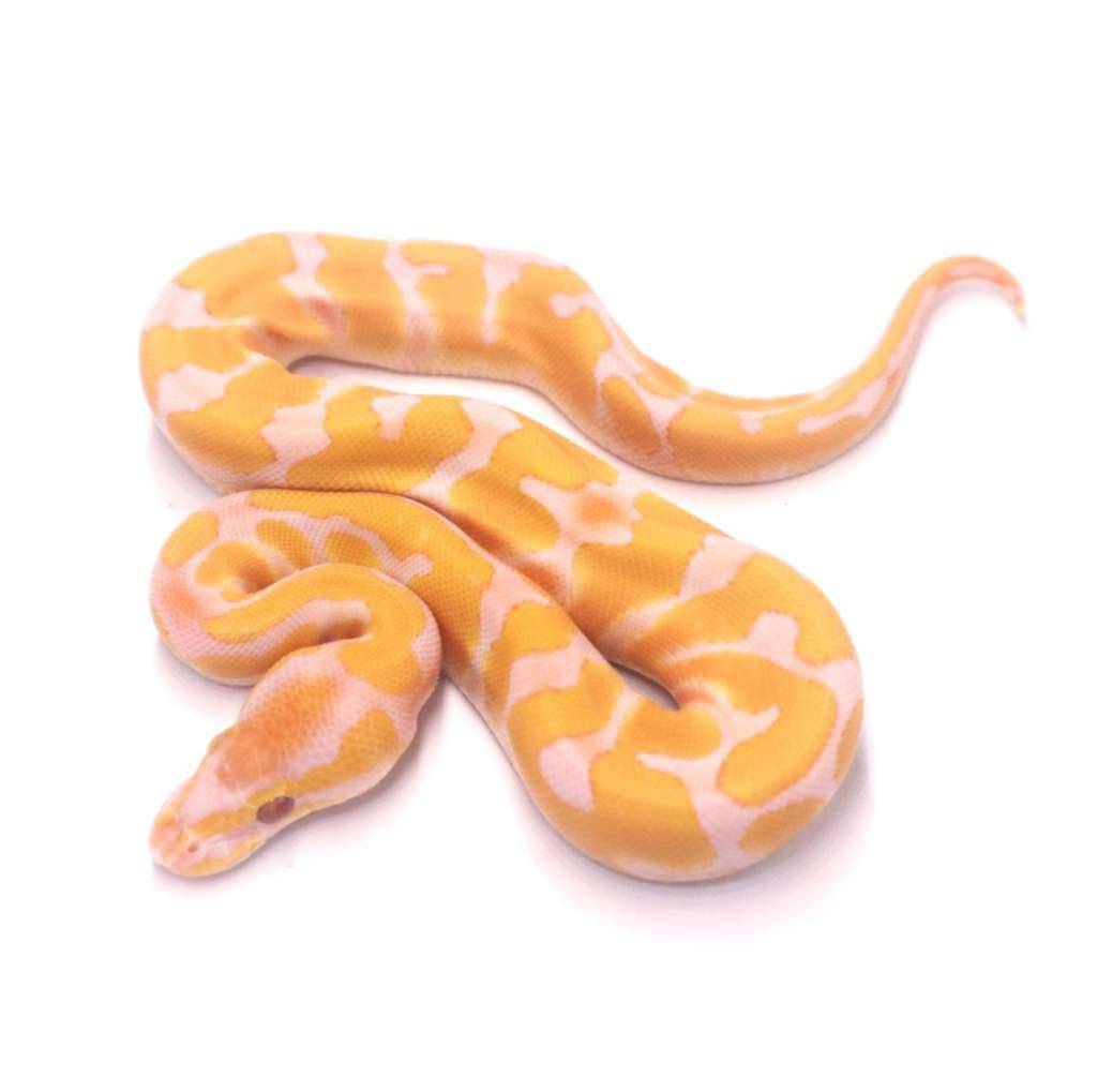 enchi-lavender-het-pied-HF7MH3ET08