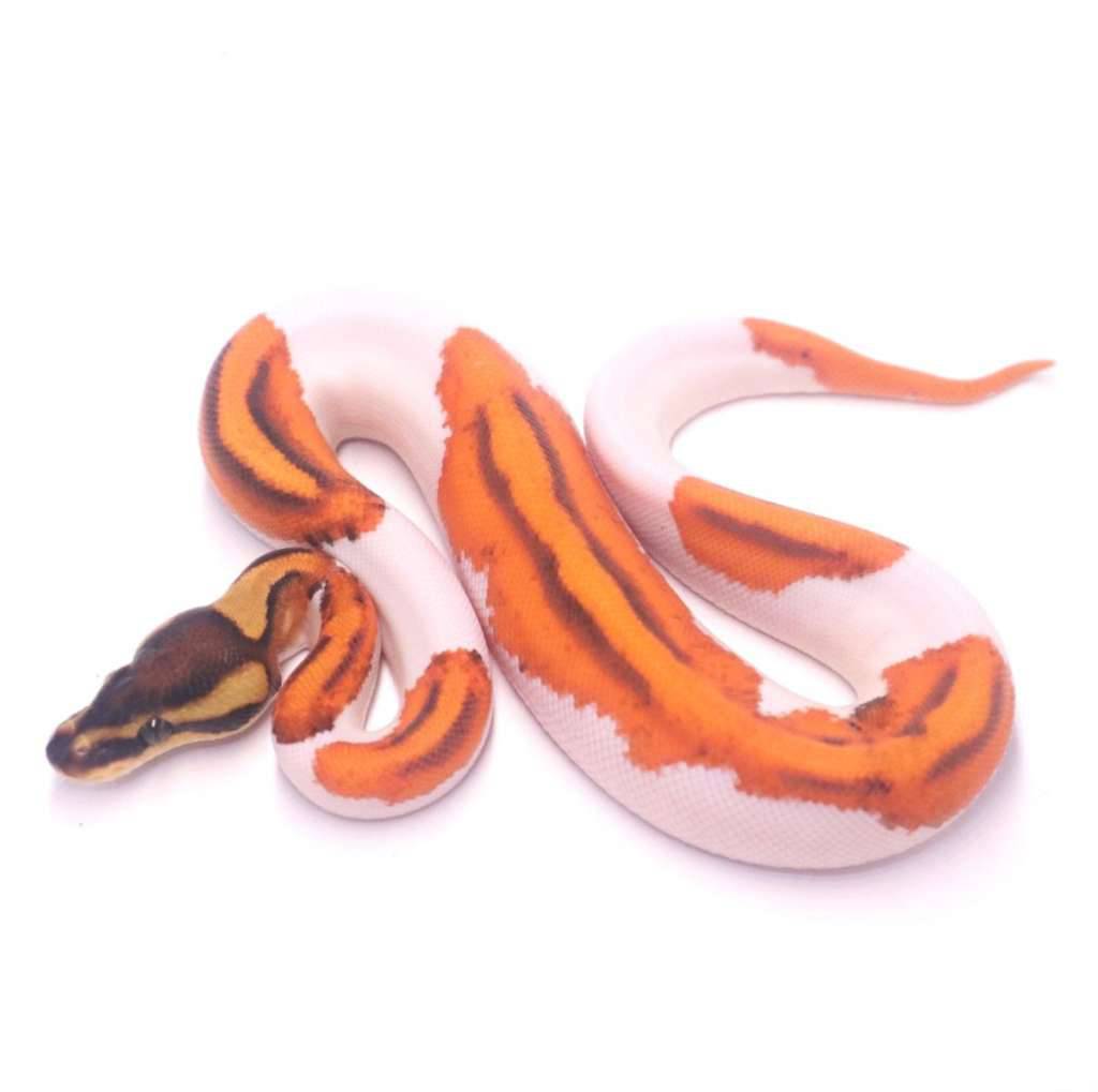 super-orange-dream-black-pastel-enchi-pied-VTLVXOXX27