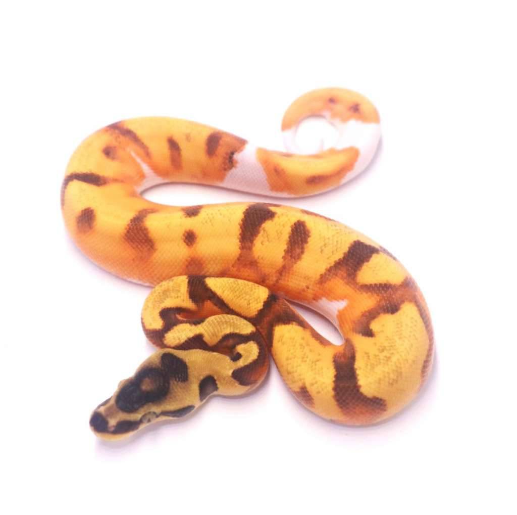 super-orange-dream-enchi-pied-F0CZ795ODF