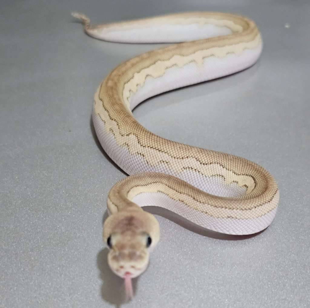 lesser-cinnamon-clown-WTQOX7IIQB