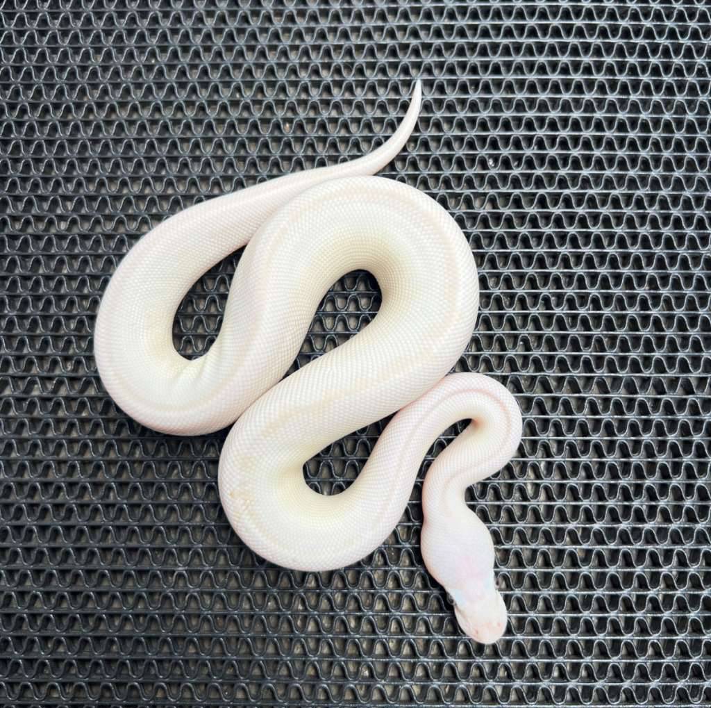 blue-eye-leucistic-R2YYE8LRHI