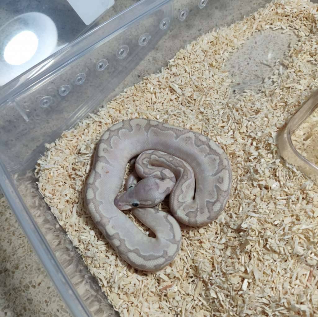 hypo-bamboo-firefly-CTBOIMIWZE