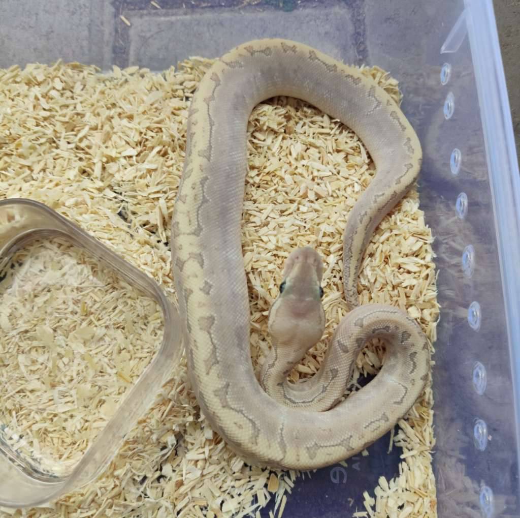 hypo-bamboo-lemonblast-I1YF1LG33C