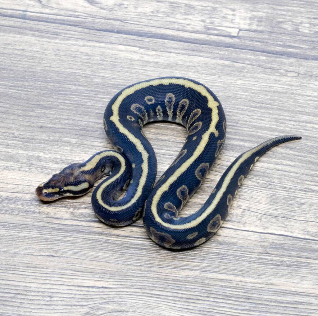 chocolate-spotnose-het-clown-NUS6B8UOID