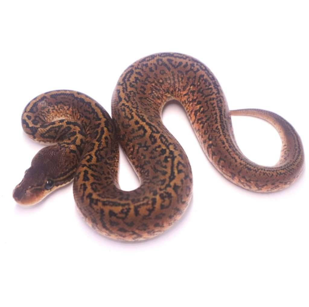 monsoon-poss-het-clown-BVGN3TIDXB