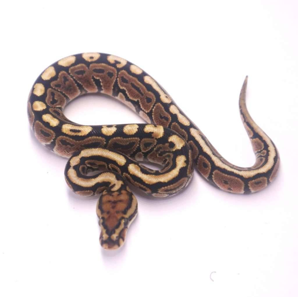 spotnose-special-poss-het-clown-monsoon-Q78GGQPZBB