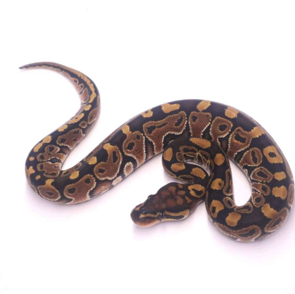 special-poss-het-clown-monsoon-OMTRFSF943