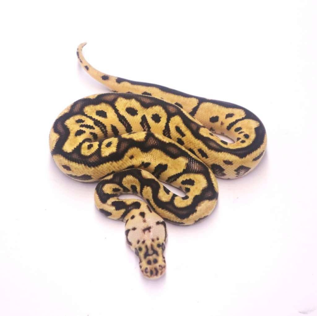 pastel-spotnose-clown-LE41A36OHO