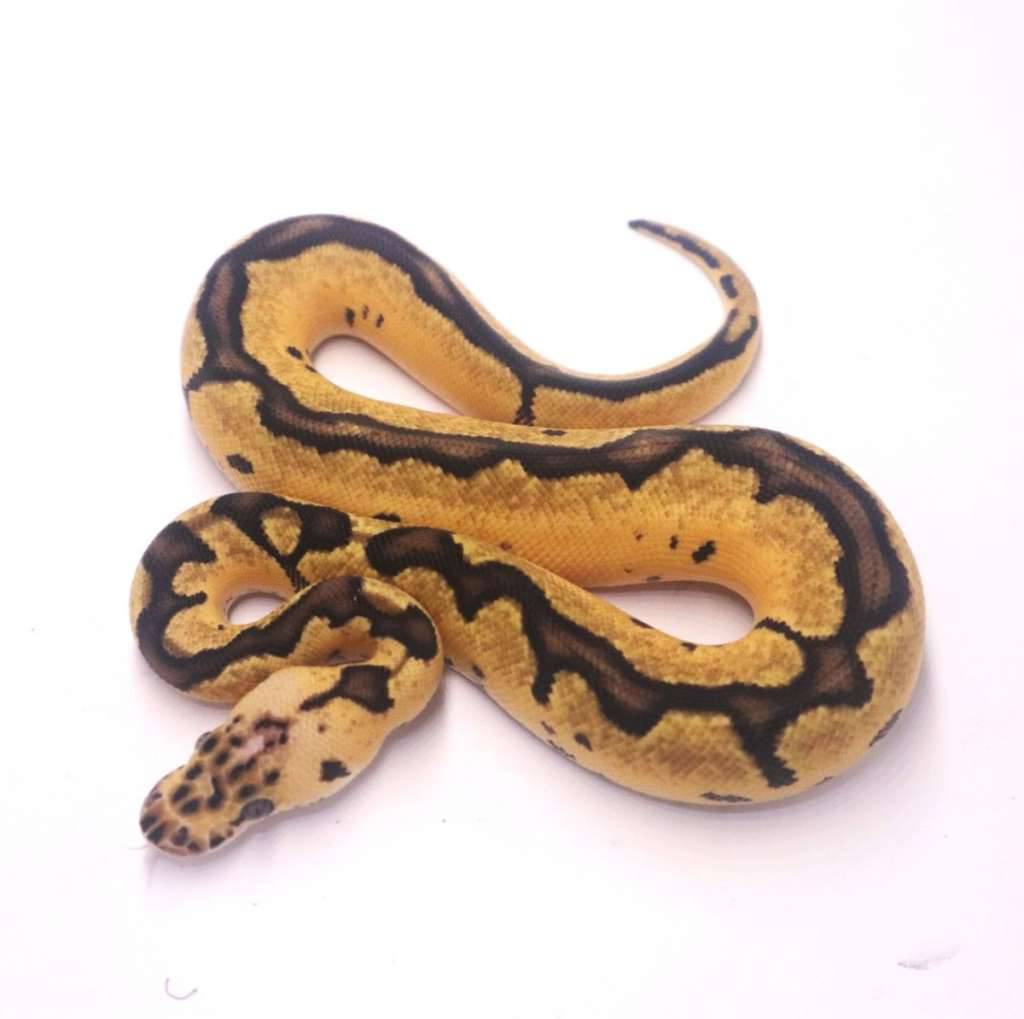 pastel-enchi-clown-P85HVUEENL