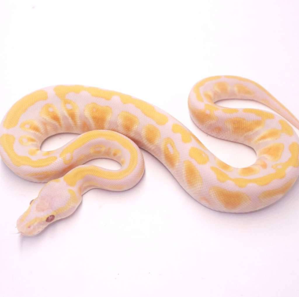 pastel-lavender-het-clown-1YQT3JIJGR