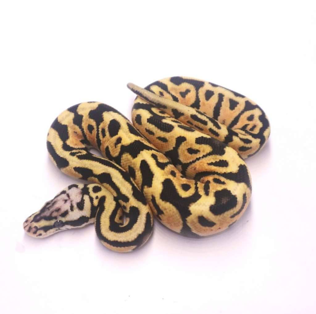 pastel-spotnose-het-clown-L7AA1M4N3D