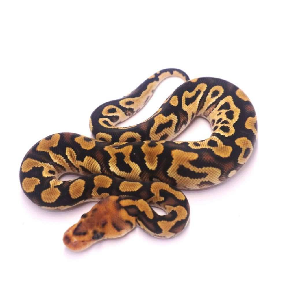 cypress-yellowbelly-clown-DCCJR47EKX