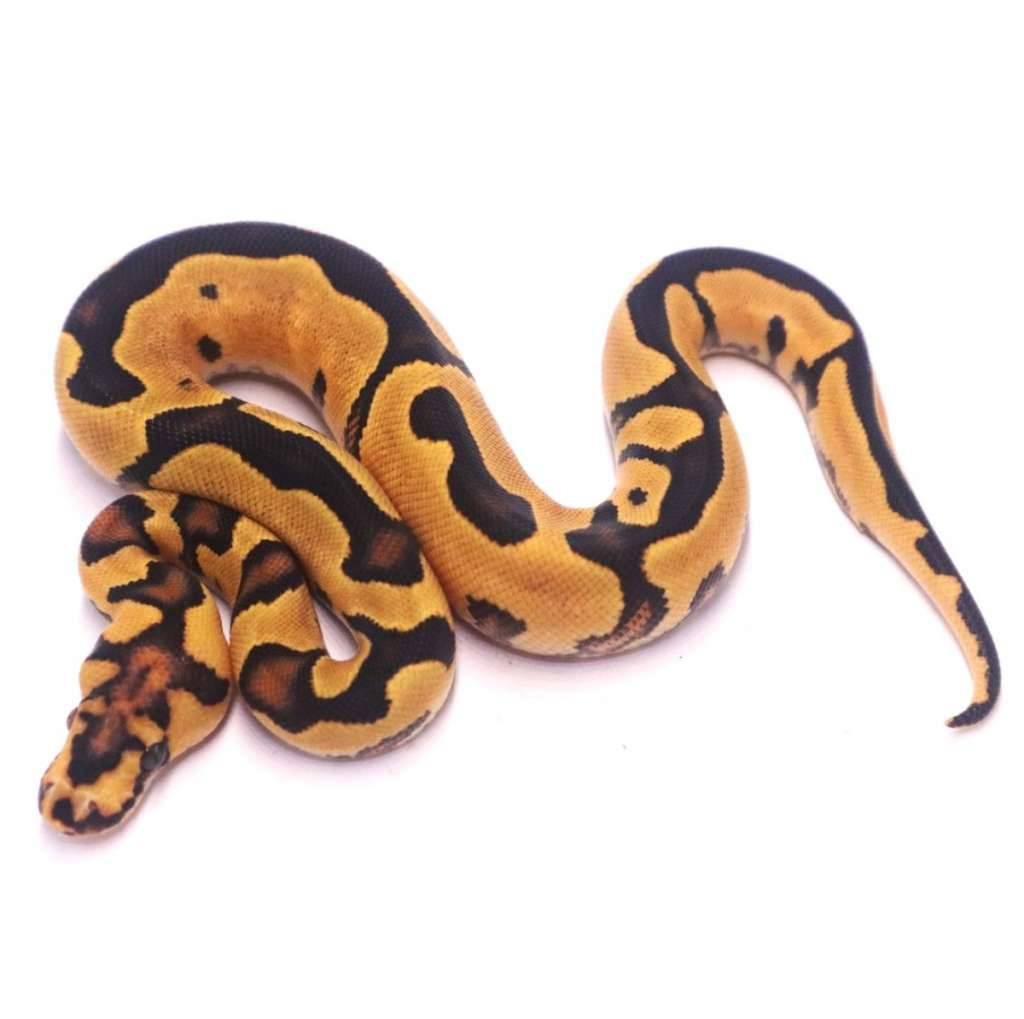 orange-dream-yellow-belly-clown-2QCOOC2VTS