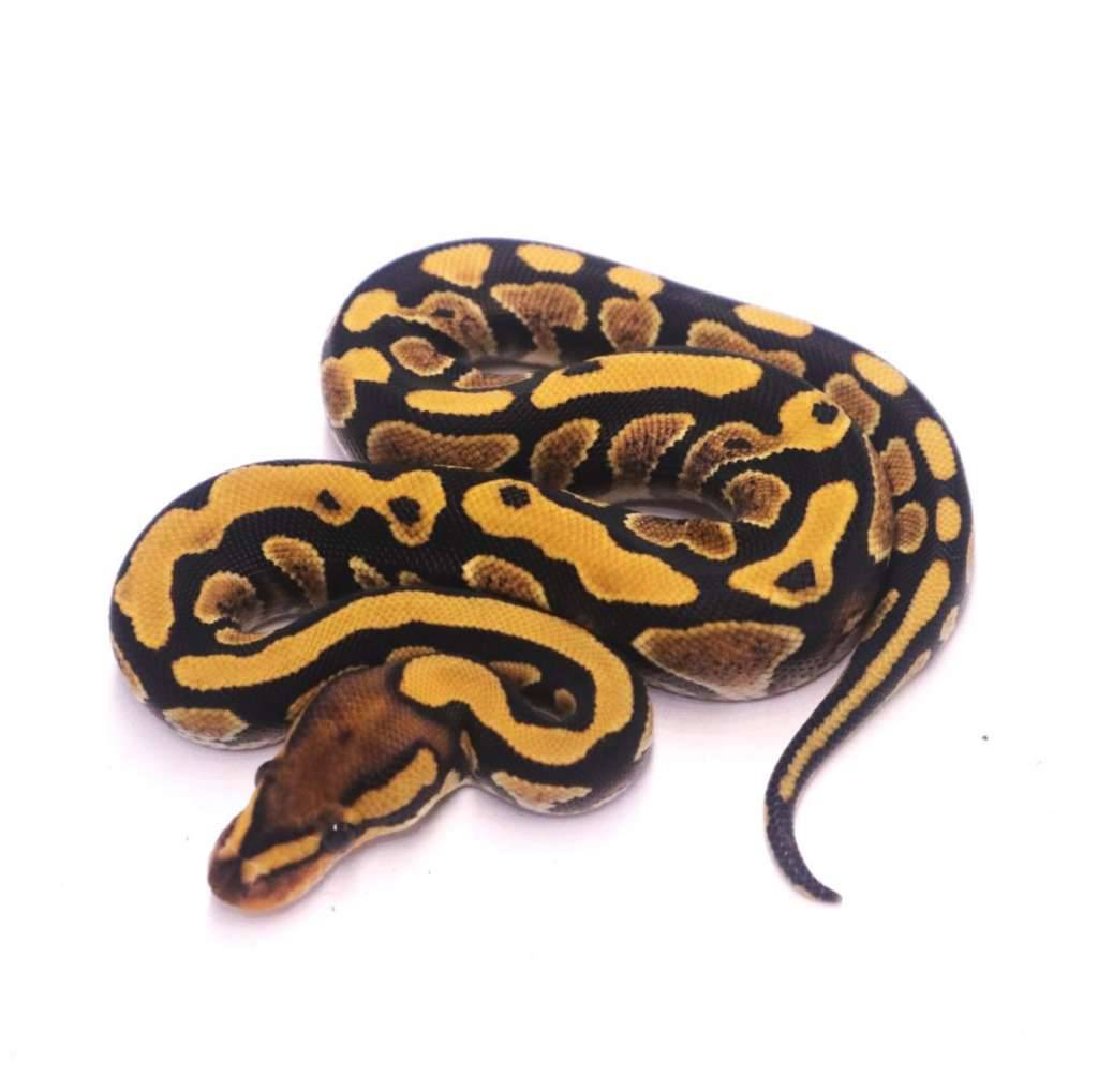cypress-lace-yellow-belly-poss-het-clown-96HXX1EU3B