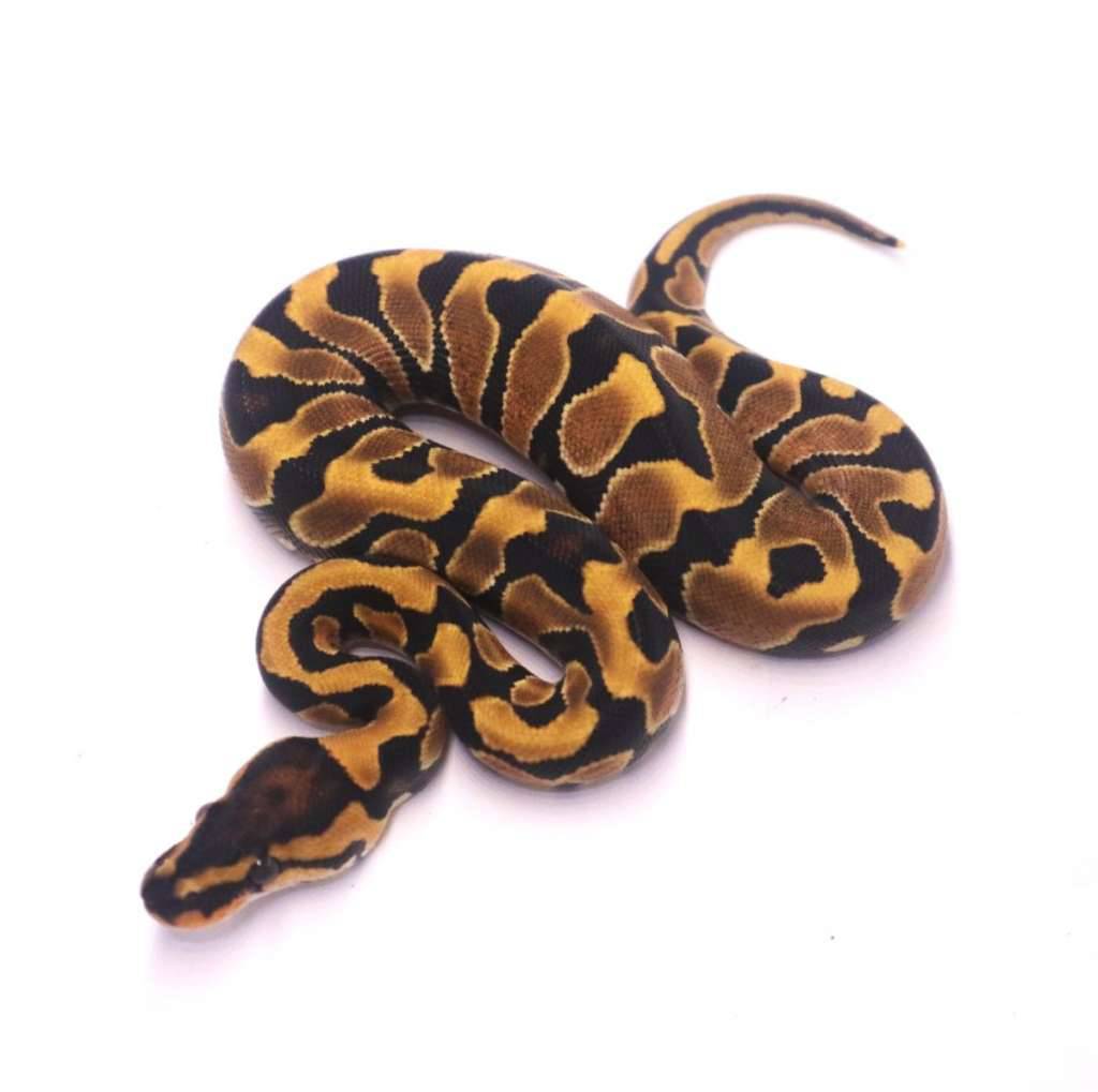 jaguar-yellow-belly-het-clown-M3JEVTC7KB