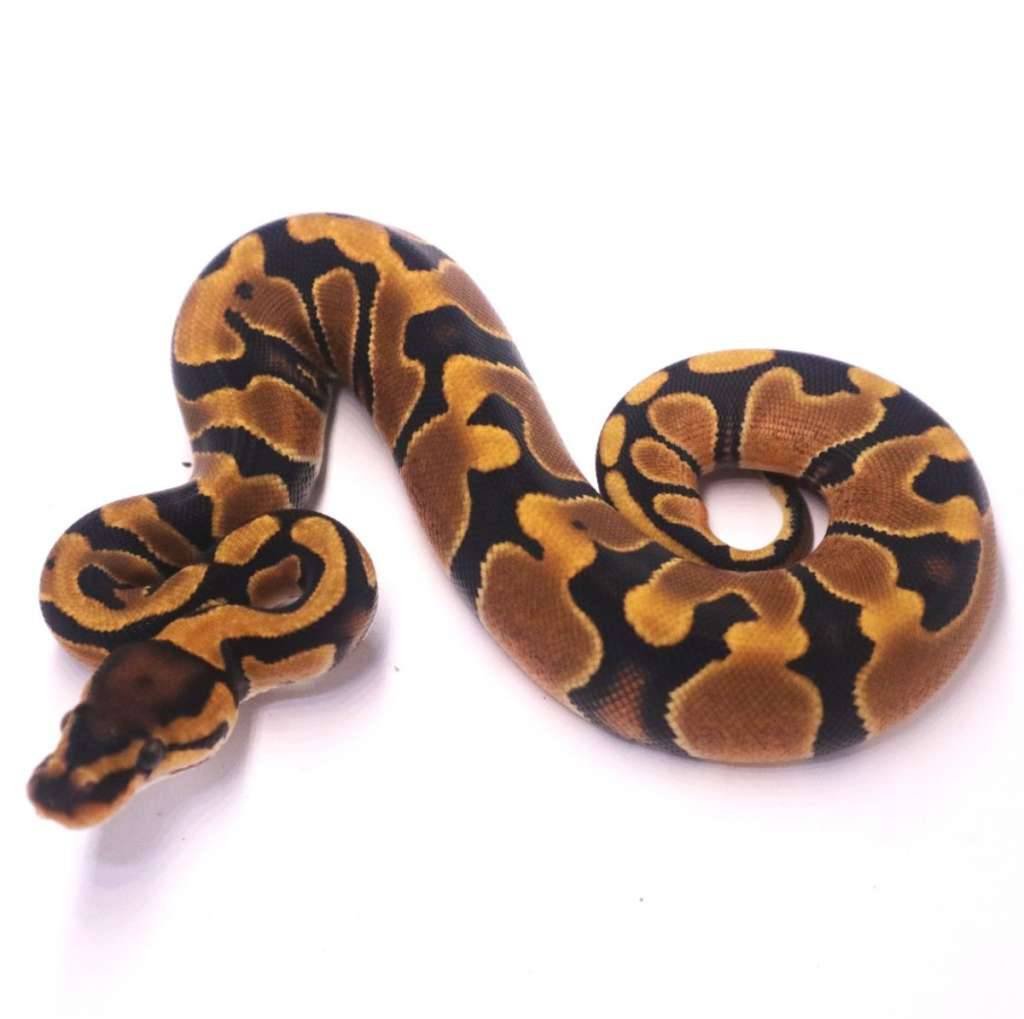 jaguar-yellow-belly-het-clown-I61OKYH87E