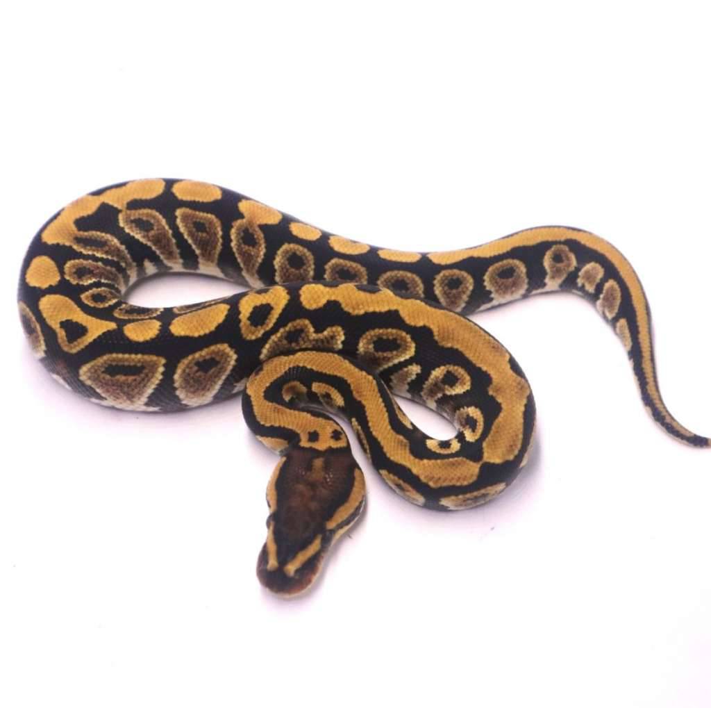 cypress-lace-yellow-belly-het-clown-XEU7BQP5CA
