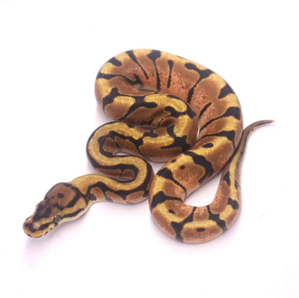 spotnose-enchi-het-desert-ghost-clown-31ZIQS8U1E
