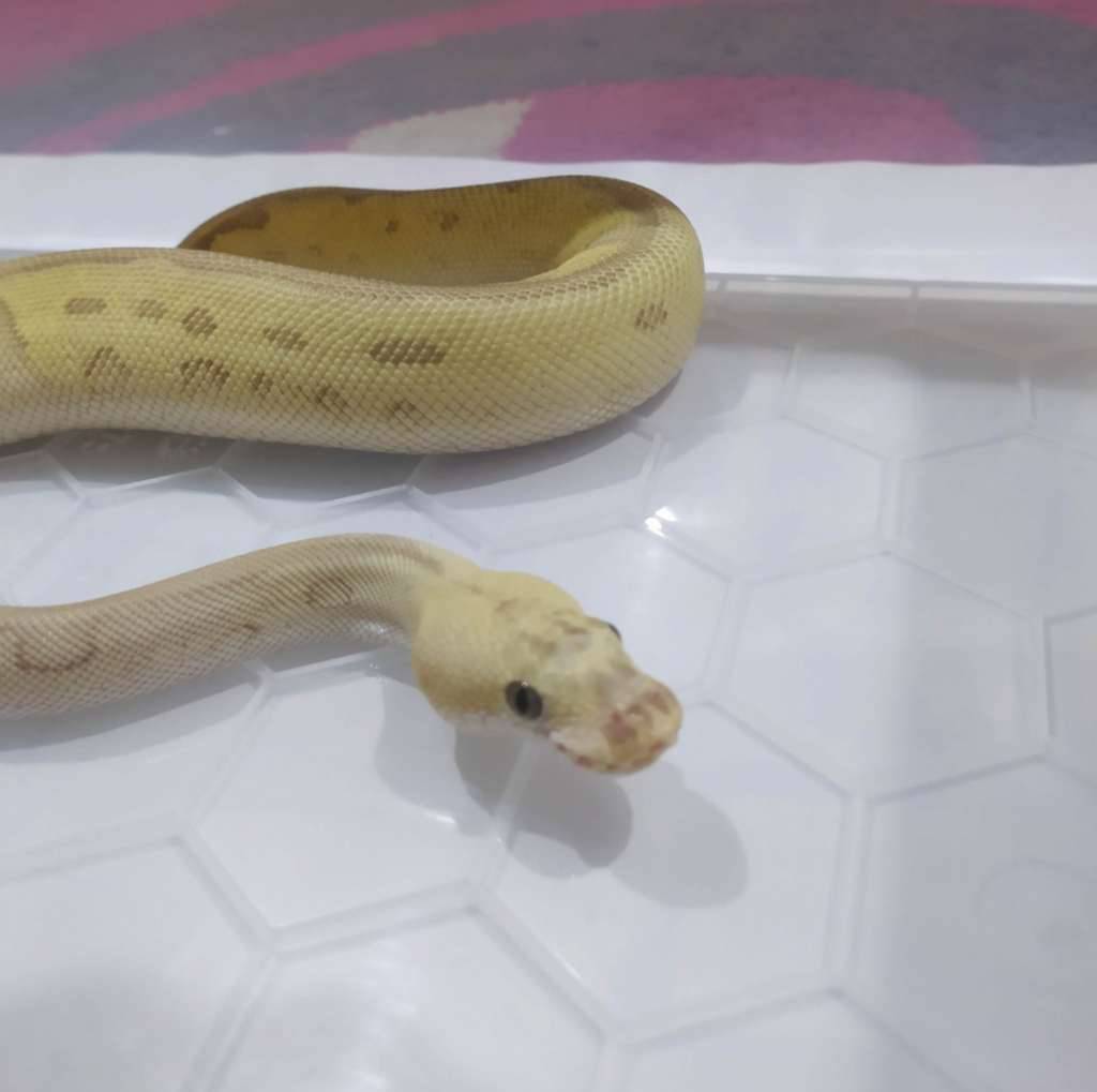 ball-python-pastel-lesser-clown-het-dg-ND645LQTA9