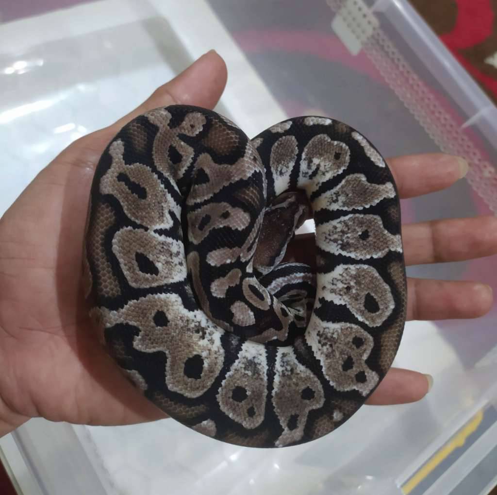 ball-python-butter-axanthic-tsk-posshet-clown-KIXLOMHX3O