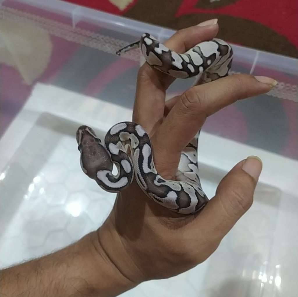 ball-python-pastel-butter-axanthic-tsk-posshet-clown-RXBRTJCT4B